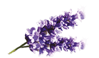 Airwick_Fragrances_1.5_Lavender_A.png